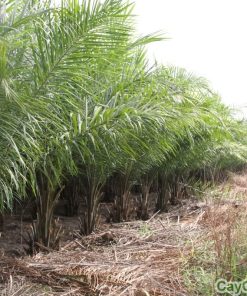 Cây cọ dầu 2 cay co dau2