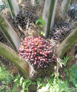 Cây cọ dầu 3 cay co dau3jpg