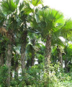 Cây cọ dầu 4 cay co dau4