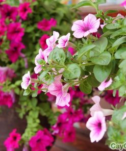 Cây hoa Dạ Yến Thảo 2 cay da yen thao 1