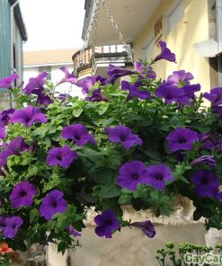 Cây hoa Dạ Yến Thảo 1 cay da yen thao 4