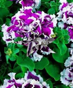 Cây hoa Dạ Yến Thảo 3 cay da yen thao 5