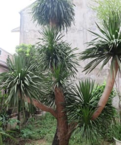 Cây Đại lộc 3 cay dai loc2