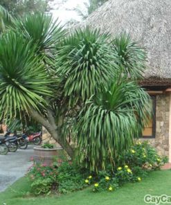 Cây Đại lộc 1 cay dai loc3