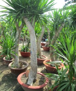 Cây Đại lộc 2 cay dai loc4