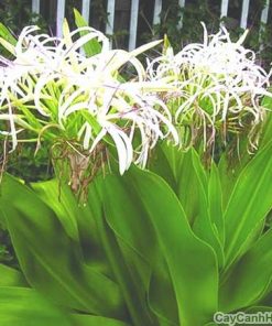 Cây Đại Tướng Quân 2 cay dai tuong quan 1