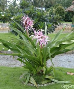 Cây Đại Tướng Quân 1 cay dai tuong quan 2