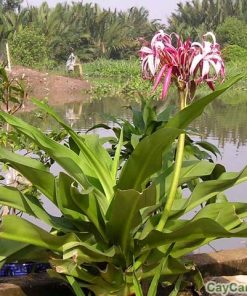 Cây Đại Tướng Quân 4 cay dai tuong quan 4