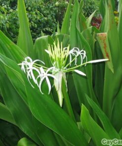 Cây Đại Tướng Quân 3 cay dai tuong quan 5