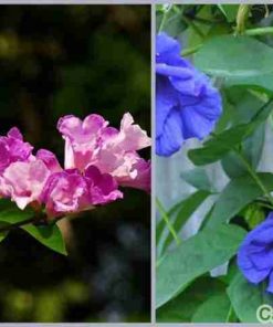 Cây hoa Đậu Biếc 1 cay dau biec 1