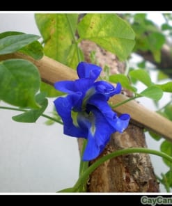 Cây hoa Đậu Biếc 2 cay dau biec 2