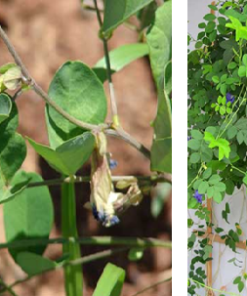 Cây hoa Đậu Biếc 3 cay dau biec 5