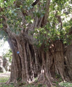 Cây Đề 1 cay de 1