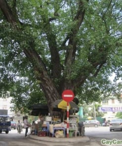 Cây Đề 3 cay de 2