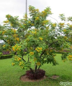 Cây điệp vàng 4 cay diep vang