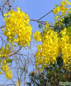 Cây điệp vàng 1 cay diep vang1