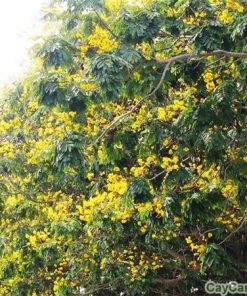 Cây điệp vàng 3 cay diep vang2