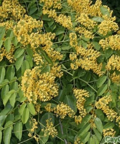 Cây giáng hương 5 cay giang huong1