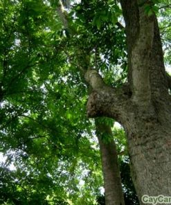 Cây giáng hương 4 cay giang huong2