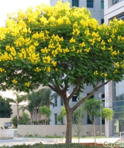 Cây giáng hương 3 cay giang huong3