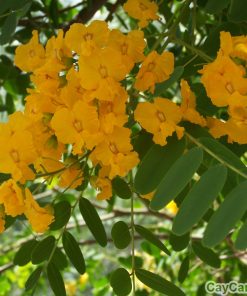 Cây giáng hương 2 cay giang huong4