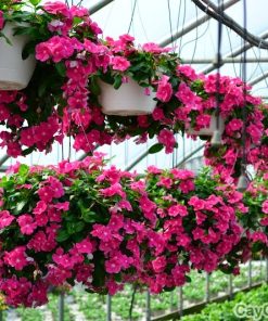 Cây hoa Dừa Cạn 3 cay hoa dua can 1