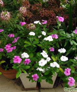 Cây hoa Dừa Cạn 4 cay hoa dua can 2