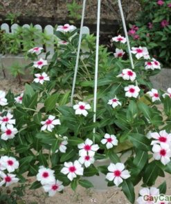 Cây hoa Dừa Cạn 1 cay hoa dua can 3