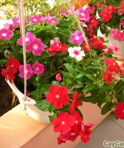 Cây hoa Dừa Cạn 2 cay hoa dua can 5