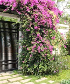 Cây Hoa Giấy 3 cay hoa giay 4