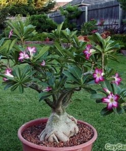 Cây hoa sứ 1 cay hoa su 1