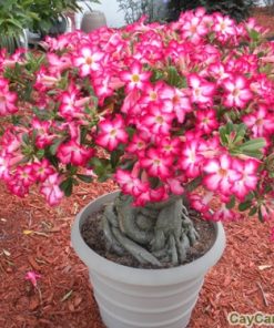 Cây hoa sứ 2 cay hoa su 2