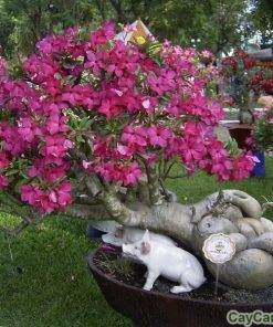 Cây hoa sứ 4 cay hoa su 4