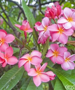 Cây hoa sứ 5 cay_hoa_su