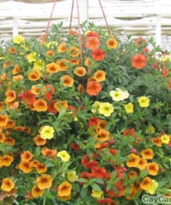 cay hoa trieu chuong 1