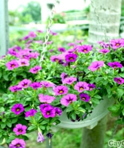 cay hoa trieu chuong 2