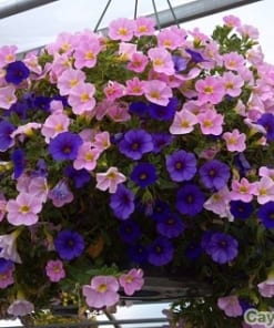 cay hoa trieu chuong 4