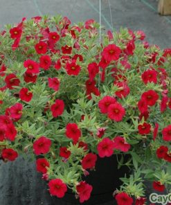 cay hoa trieu chuong 5