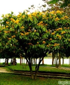 cay hoa vang anh3