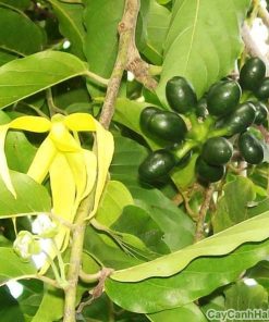 Cây hoàng lan 2 cay hoang lan 2