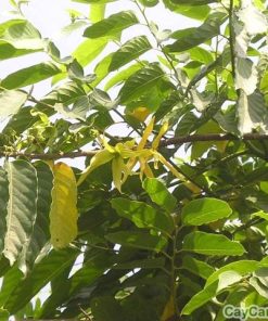 Cây hoàng lan 3 cay hoang lan 3