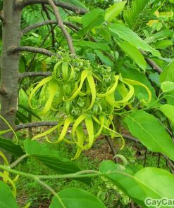 Cây hoàng lan 4 cay hoang lan 4