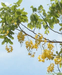 Cây hoàng lan 5 cay hoang lan 5