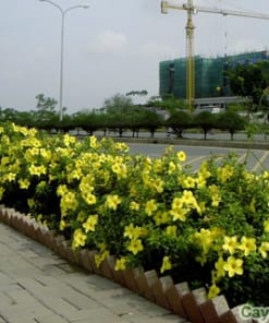 Cây hoa Huỳnh Anh 2 cay huynh anh 3