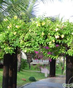 Cây hoa Huỳnh Anh 1 cay huynh anh 5