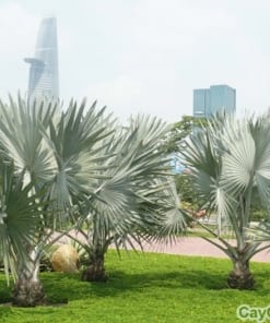 Cây Kè Bạc 3 cay ke bac 4