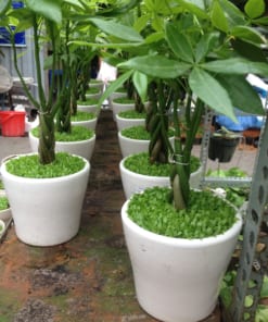 Cây kim ngân cỏ 1 cay kim ngan co