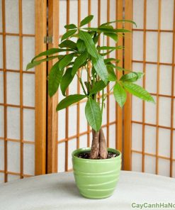 Cây kim ngân cỏ 2 cay kim ngan co7