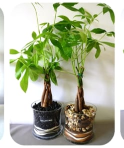 Cây kim ngân cỏ 3 cay kim ngan co8