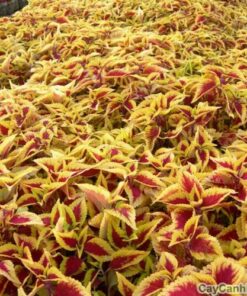 Cây Lá Gấm 2 cay la gam vang 1